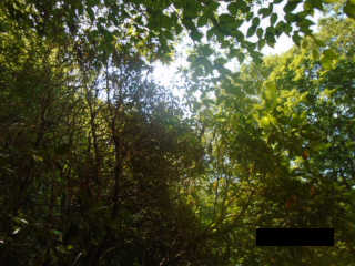 cant load image