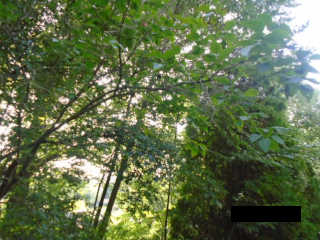 cant load image