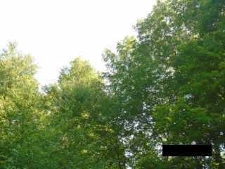 cant load image